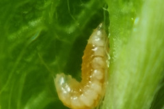 Aphidoletes larva