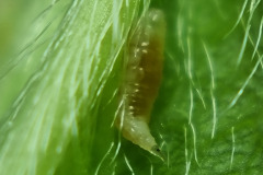 Aphidoletes larva