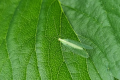 Lacewing