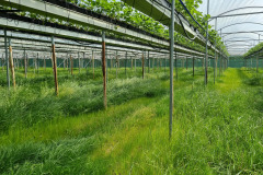 Tabletops with grass -
