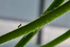 Aphidoletes