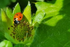 Ladybug