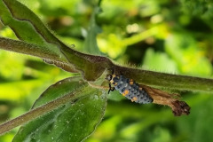 Ladybug larva