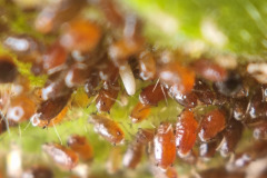 Aphids with hoverfly egg (white, center)