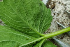 Egg hoverfly