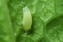 Aphidoletes egg?