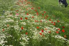 Flower border
