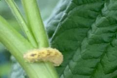 larva Hoverfly