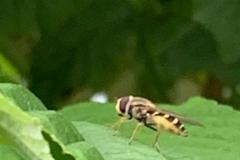 Hoverfly