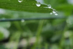 Climate - guttation drops