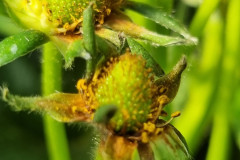 Botrytis