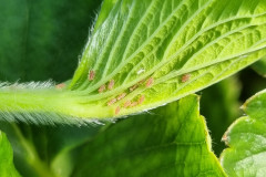 Aphids and hoverfly egg