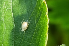 Predatized aphid