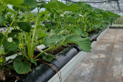 Strawberries agrocover