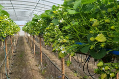 Strawberries without covercrop