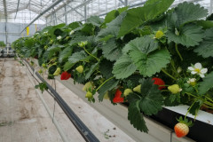 Strawberries with plastic soil cover