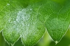 milldew