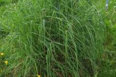 Grass below table top with aphids and aphidoletes predated