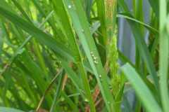 Aphids + predated on grass below table top
