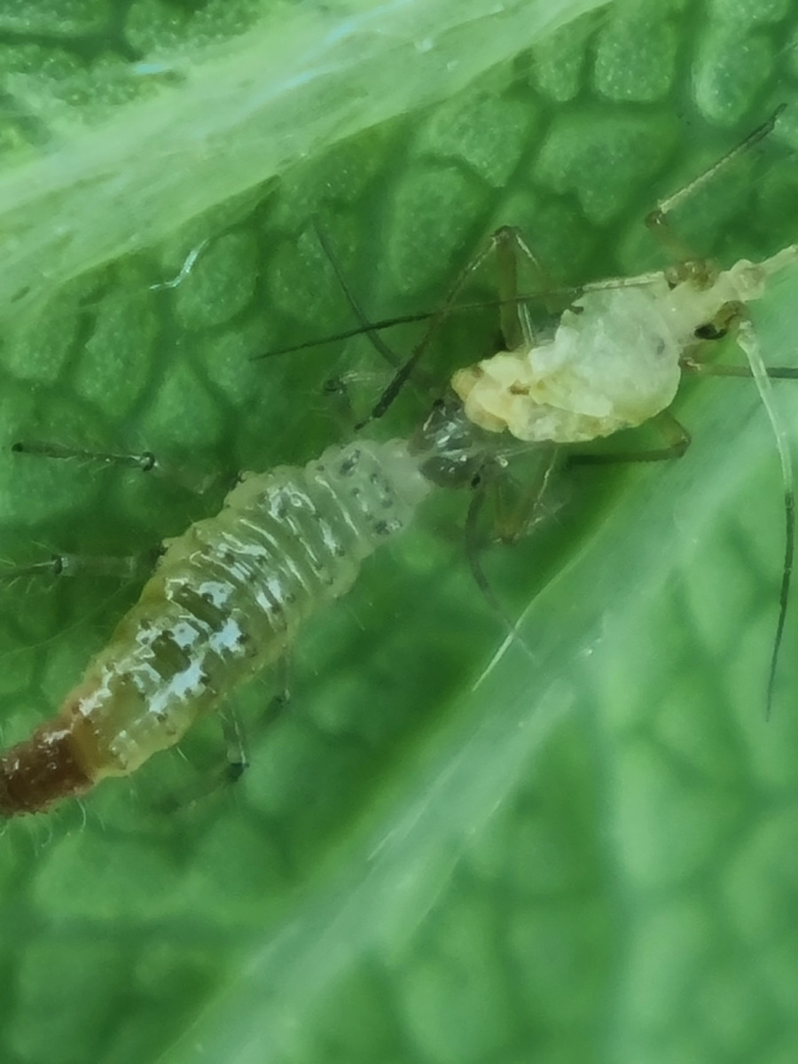 Lacewing atacking Aphid