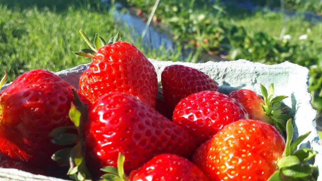 Bio Strawberries