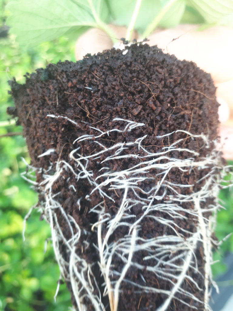 Rooting of strawberry plants
