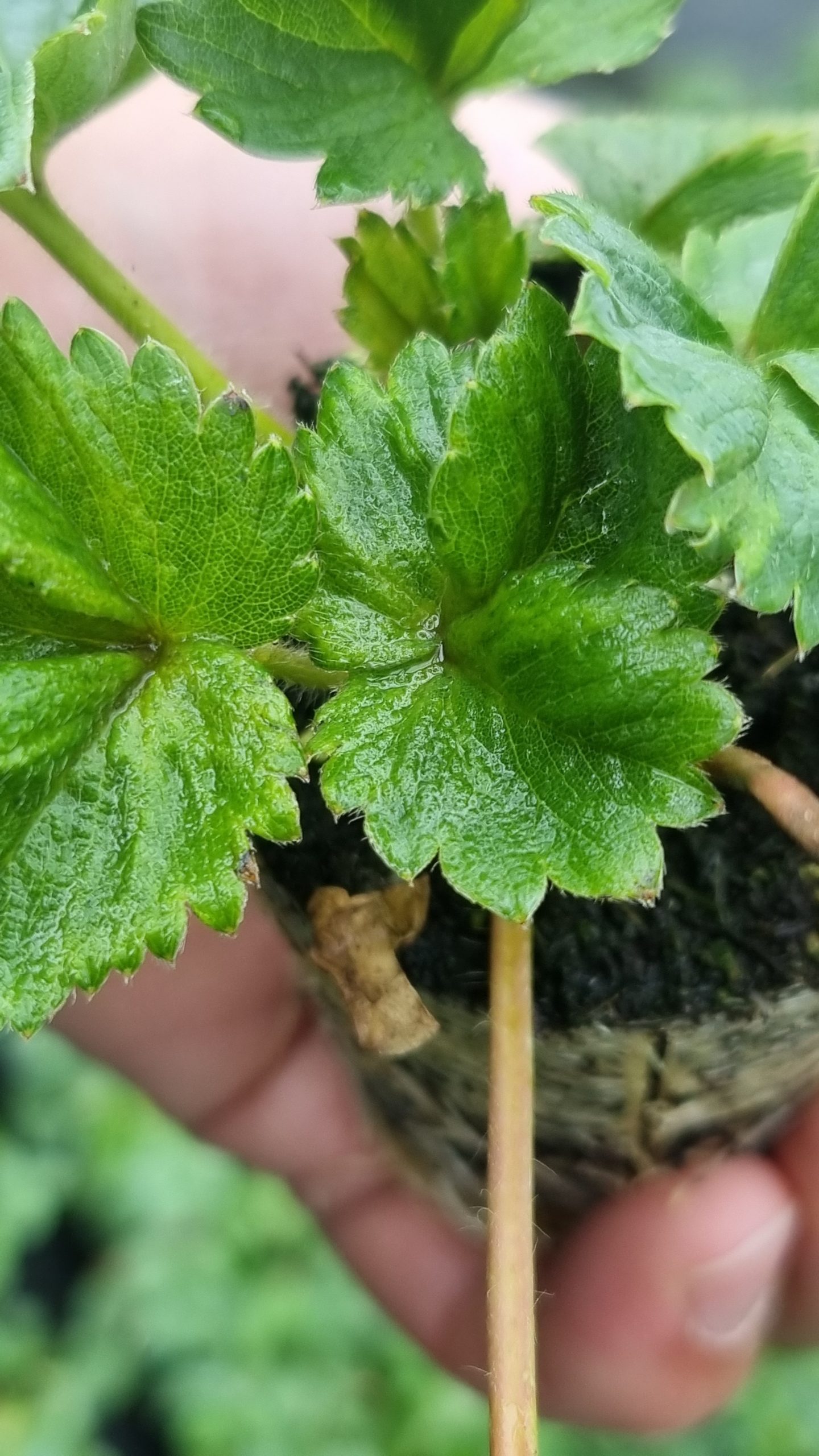 cyclamen-strawberry-mite-berry-konsult