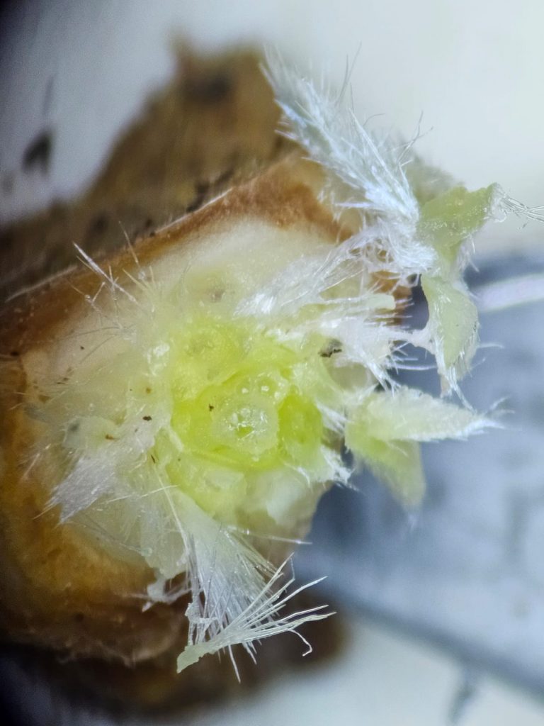 Itt a középen látszik a fővirág plusz még 2 kisebb.